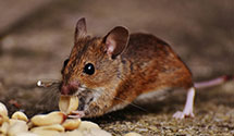 24 Hour & Emergency Exterminators in Marysville, OH